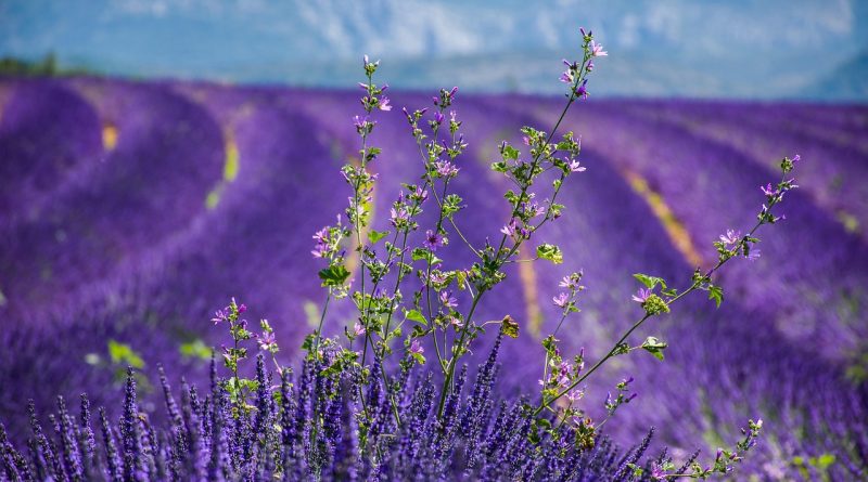 destination vacances en France