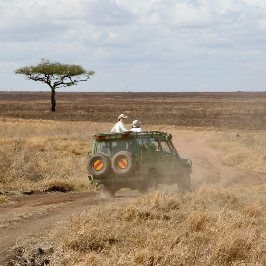 Découvrez les Joyaux de la Faune en Tanzanie : Les Parcs Nationaux à Visiter lors d'un Safari Inoubliable !