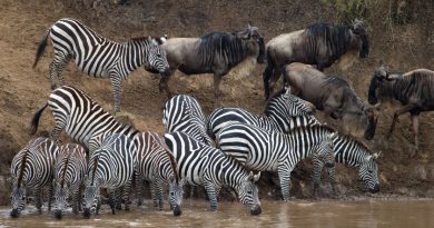 Safari au Kenya : Choisissez la Meilleure Période pour une Aventure Inoubliable