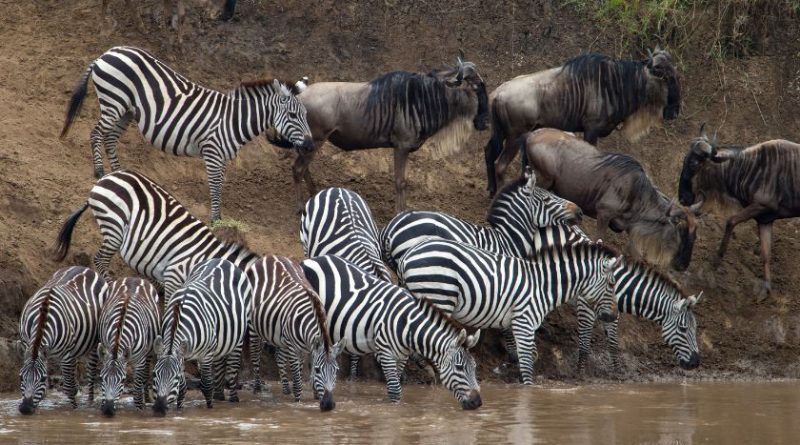 Safari au Kenya : Choisissez la Meilleure Période pour une Aventure Inoubliable