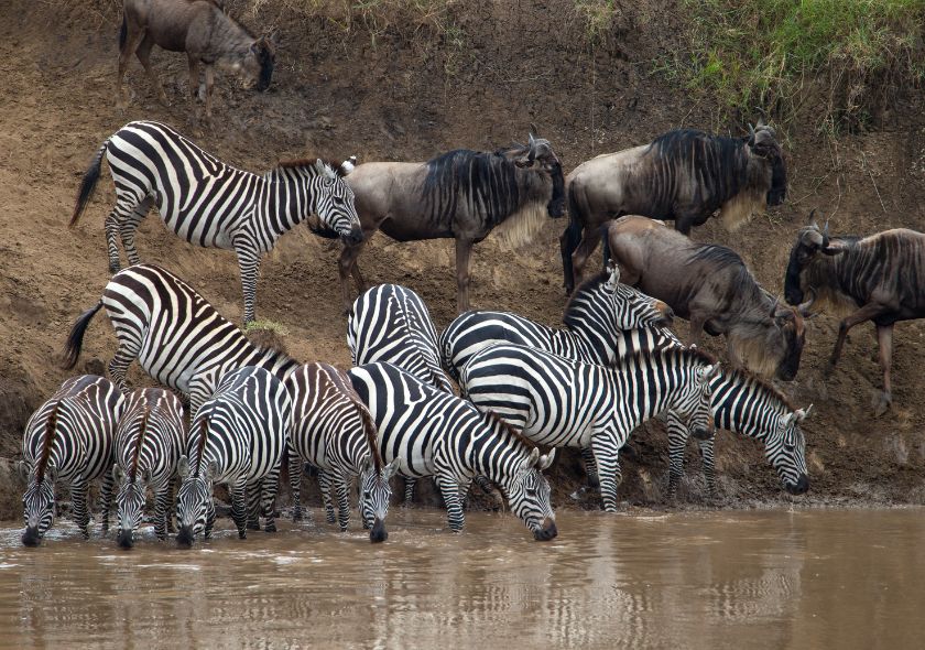 Safari au Kenya : Choisissez la Meilleure Période pour une Aventure Inoubliable