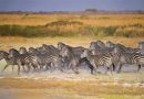 Explorez l'Aventure d'un Safari en Zambie : Une Expérience Inoubliable au Cœur de la Nature