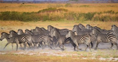 Explorez l'Aventure d'un Safari en Zambie : Une Expérience Inoubliable au Cœur de la Nature