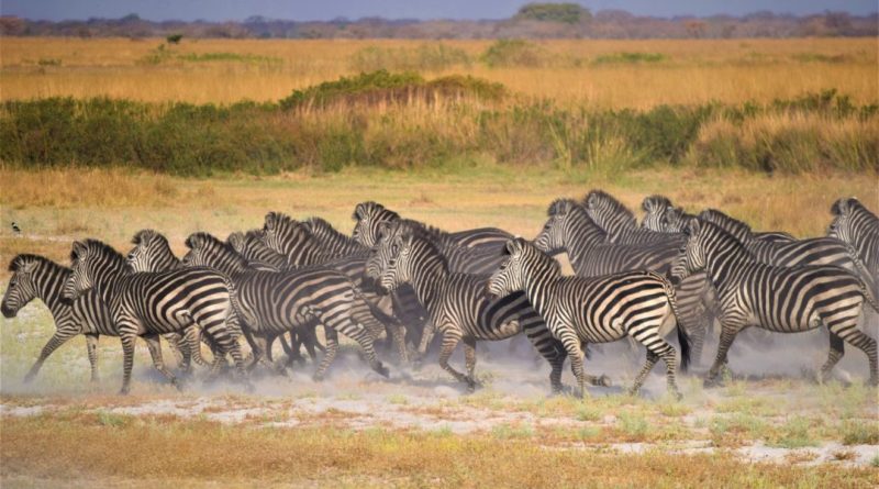 Explorez l'Aventure d'un Safari en Zambie : Une Expérience Inoubliable au Cœur de la Nature