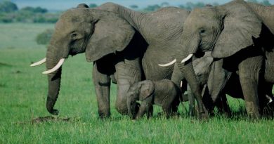 Exploration du Parc National du Masai Mara : Un Éden de Biodiversité en Afrique