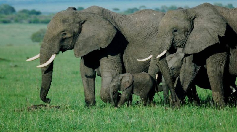 Exploration du Parc National du Masai Mara : Un Éden de Biodiversité en Afrique
