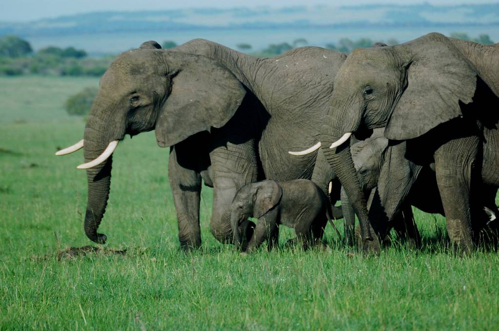 Exploration du Parc National du Masai Mara : Un Éden de Biodiversité en Afrique