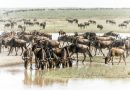 Les grandes migrations : un spectacle unique au Serengeti