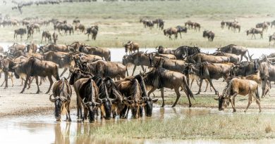 Les grandes migrations : un spectacle unique au Serengeti
