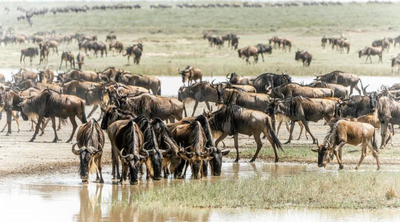 Les grandes migrations : un spectacle unique au Serengeti
