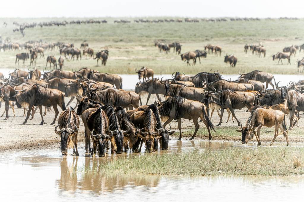 Les grandes migrations : un spectacle unique au Serengeti