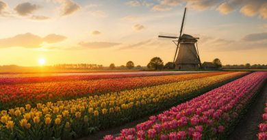 Champs de tulipes aux pays bas : les plus beaux lieux à visiter au printemps