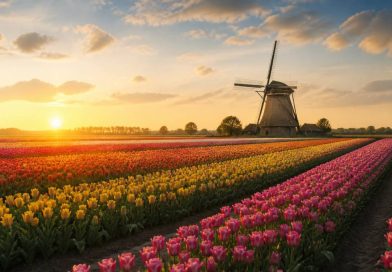 Champs de tulipes aux pays bas : les plus beaux lieux à visiter au printemps