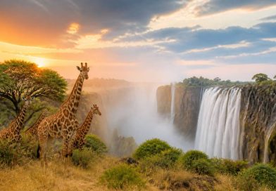 Combiné safari et chutes victoria : un itinéraire inoubliable
