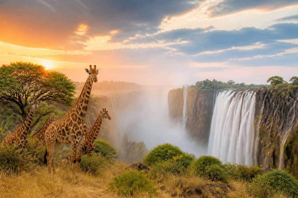 Combiné safari et chutes victoria : un itinéraire inoubliable