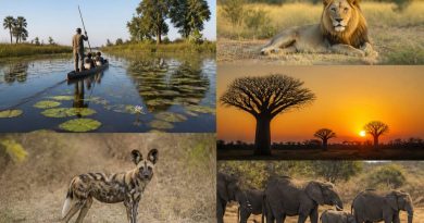Circuit botswana : les incontournables d’un voyage sauvage