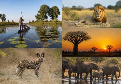 Circuit botswana : les incontournables d’un voyage sauvage