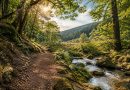 Le bois de Rosoy en photos : une escapade nature en France