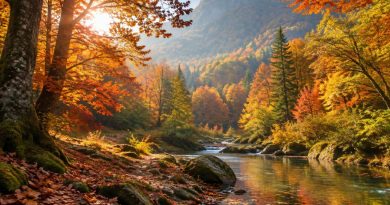 Forêt automne : où admirer les plus belles couleurs en France ?